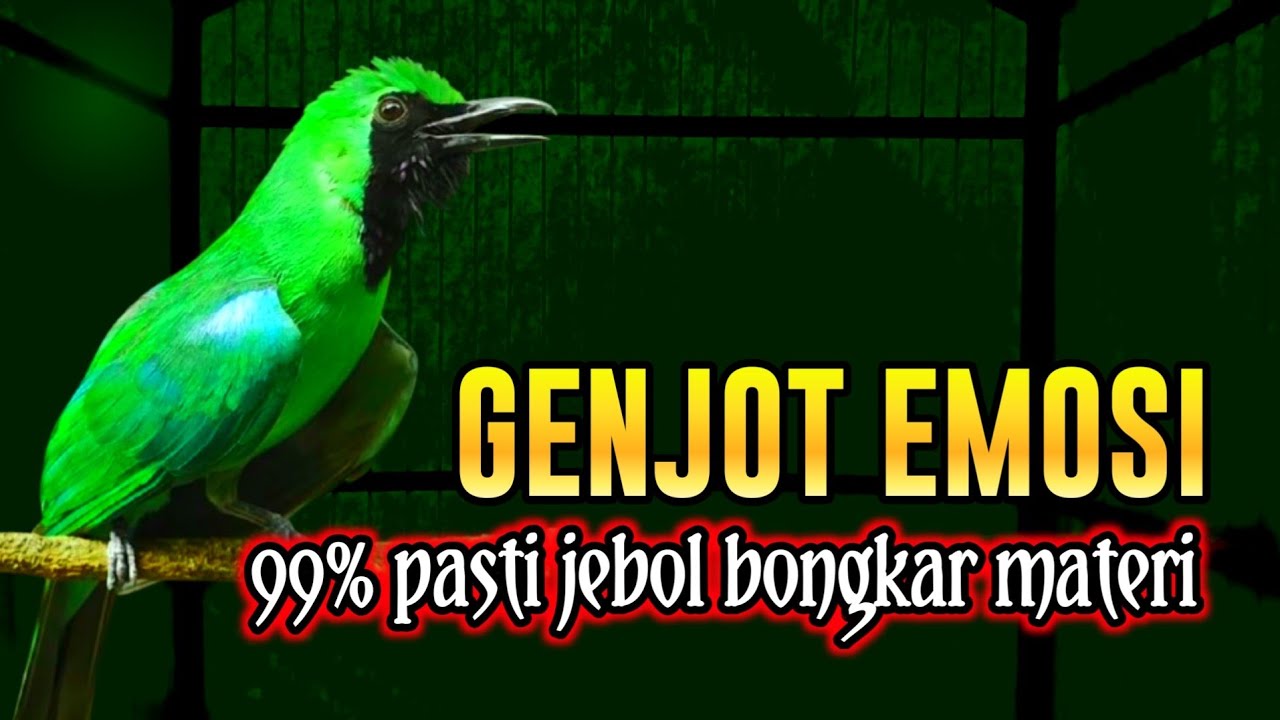 PANCINGAN CUCAK IJO BIAR GACOR EMOSI BONGKAR ISIAN