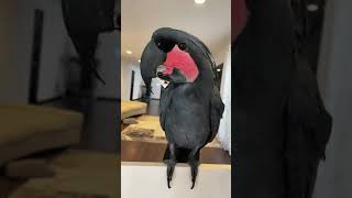 Hayattan Bezmi̇ş Papağan -