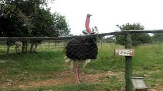 Ostrich Mating Call
