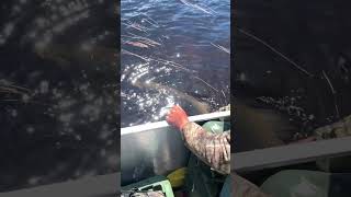 Nordic Lodge On Reindeer Lake Saskatchewan 45inch Pike
