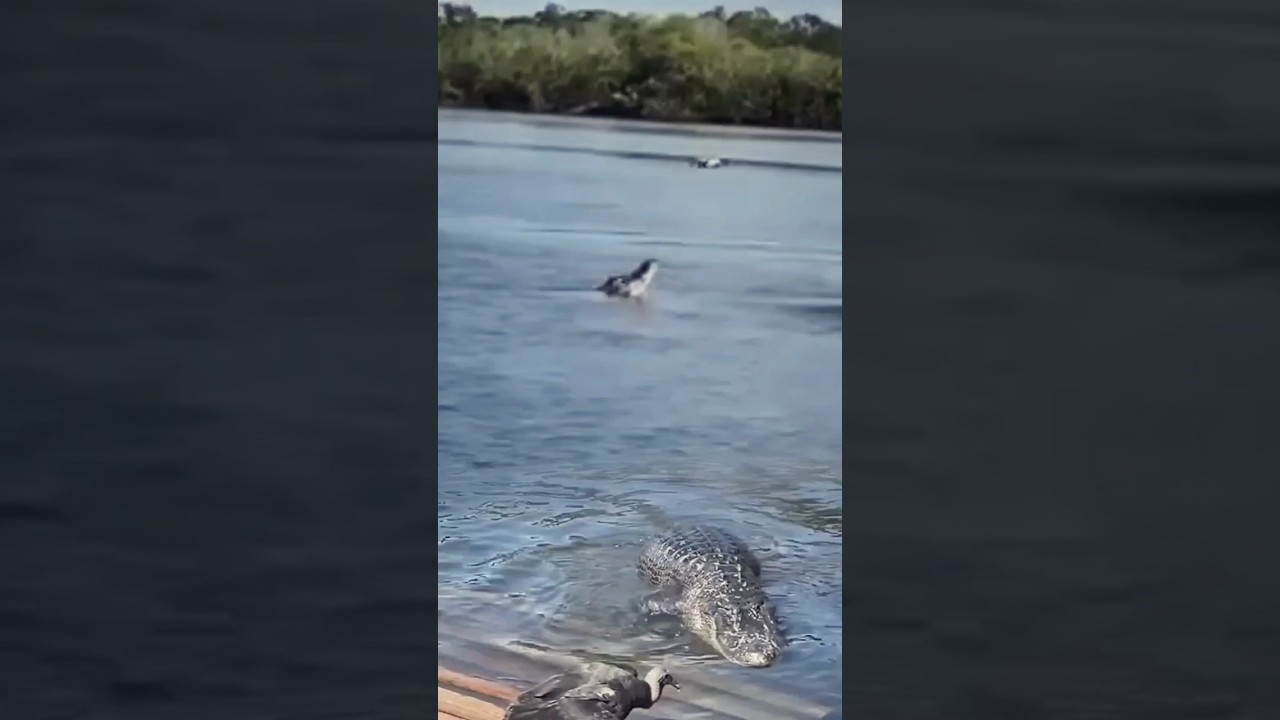 a crocodile jumps high to attack the drone robot. 🐊 