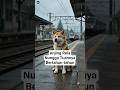 Kenapa Anjing Rela Menunggu Tuannya Bertahun-Tahun ? #shorts #kamutahu #anjingsetia