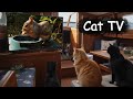 Squirrel Eats a Large Amount of Bird Seed 😻 Cat TV 😺  Birds 🐦Chipmunks