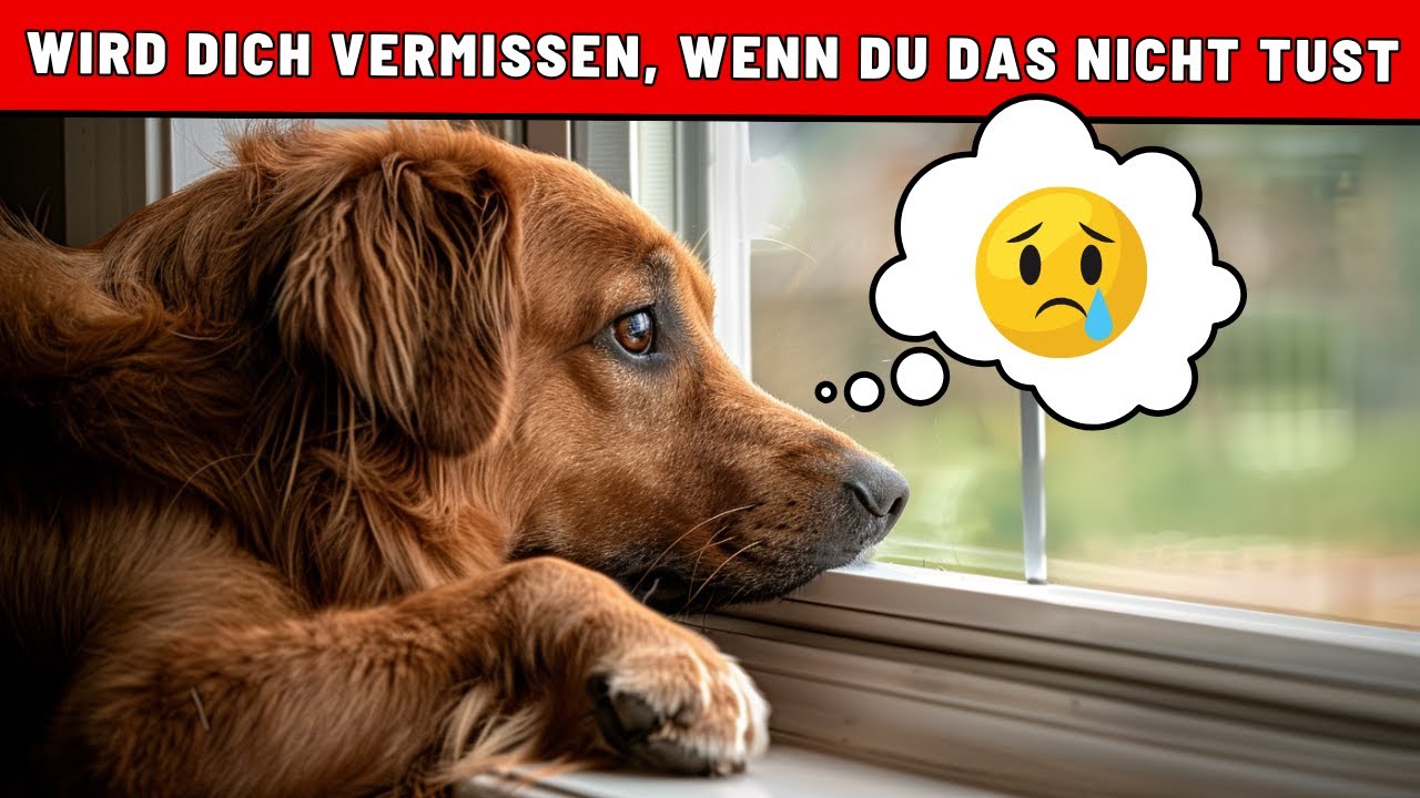 Lässt du deinen Hund länger als 4 Stunden allein? Dann musst du DAS wissen!