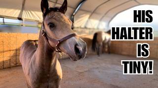 Foals first halter!  Was it a success?