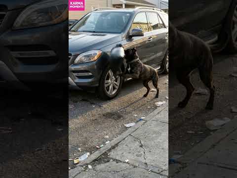 Karma Dog 🐶 Returns Trash to Rude Driver! #karma #dogrevenge #shorts