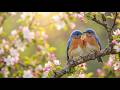 Birds Sound No Noise | Clean Focus Background