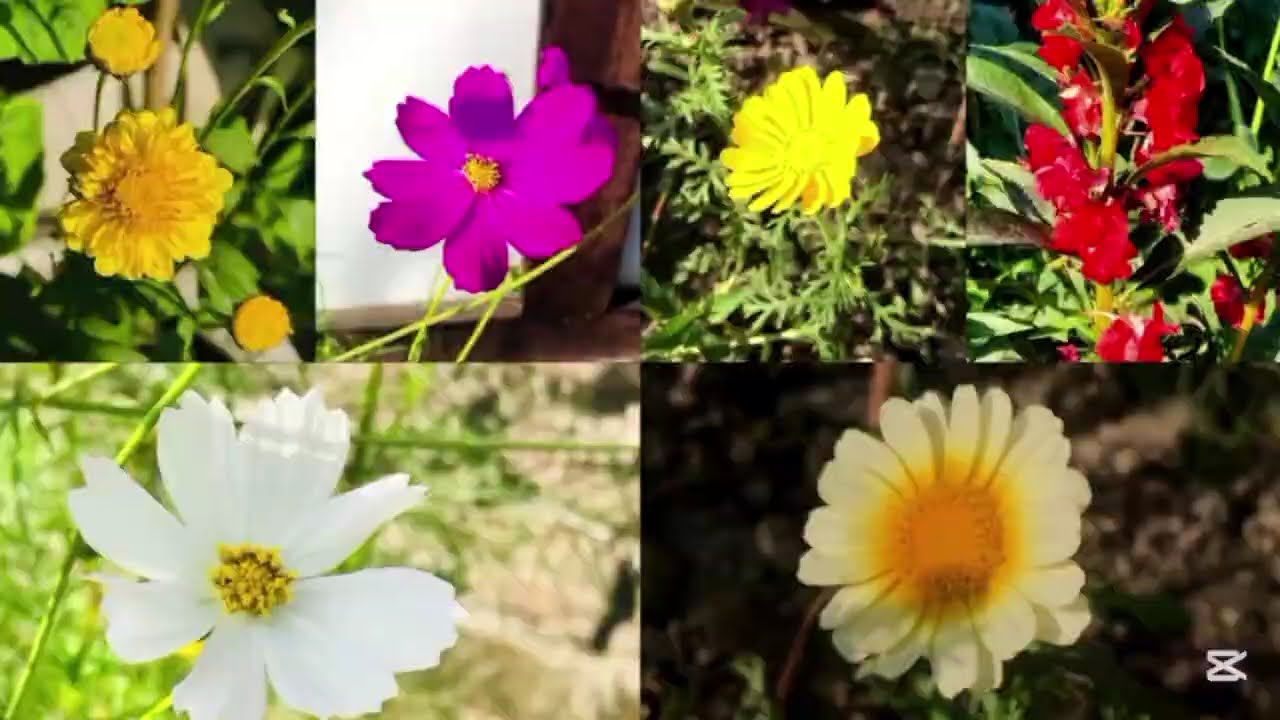 ফুলের ভাষা বুঝতে চাইলে, প্রকৃতির সাথে হতে হবে একাত্ম।🌸🌼🏵️💮🪻