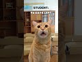 Teacher Asks Boy Why He Didn't Study | Cat Memes