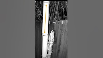 How fast does bamboo grow in a day