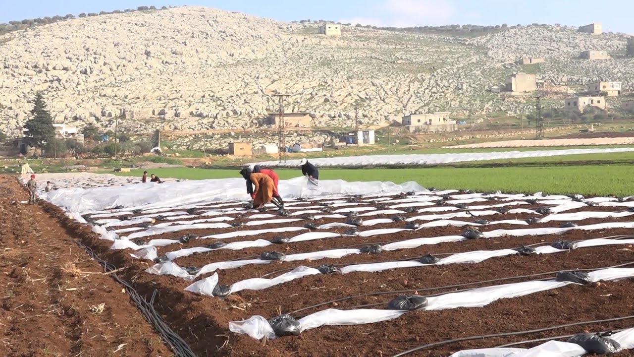 إدلب .. ما هي زراعة الأنفاق وما أهميتها ؟ | لم الشمل