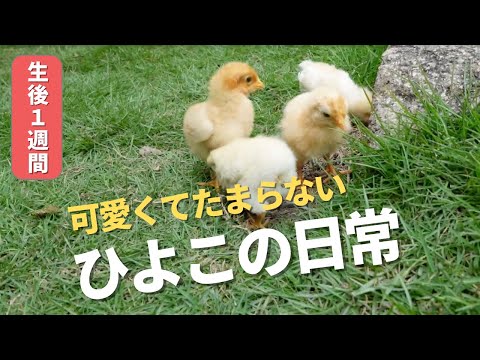 仲良しニワトリ&ひよこ♡ハート 生後1週間】ひよこの日常 4羽仲良くお庭を散歩したり、追い