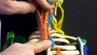 spinalis_thoracis.AVI
