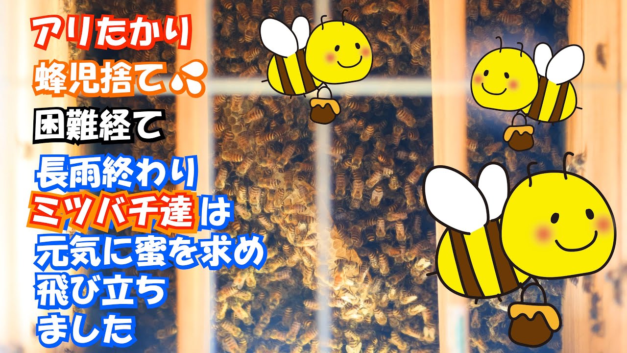 🐝日本ミツバチ🐝自然入居から2月半元気です!⛈長雨終わり蜂児捨て