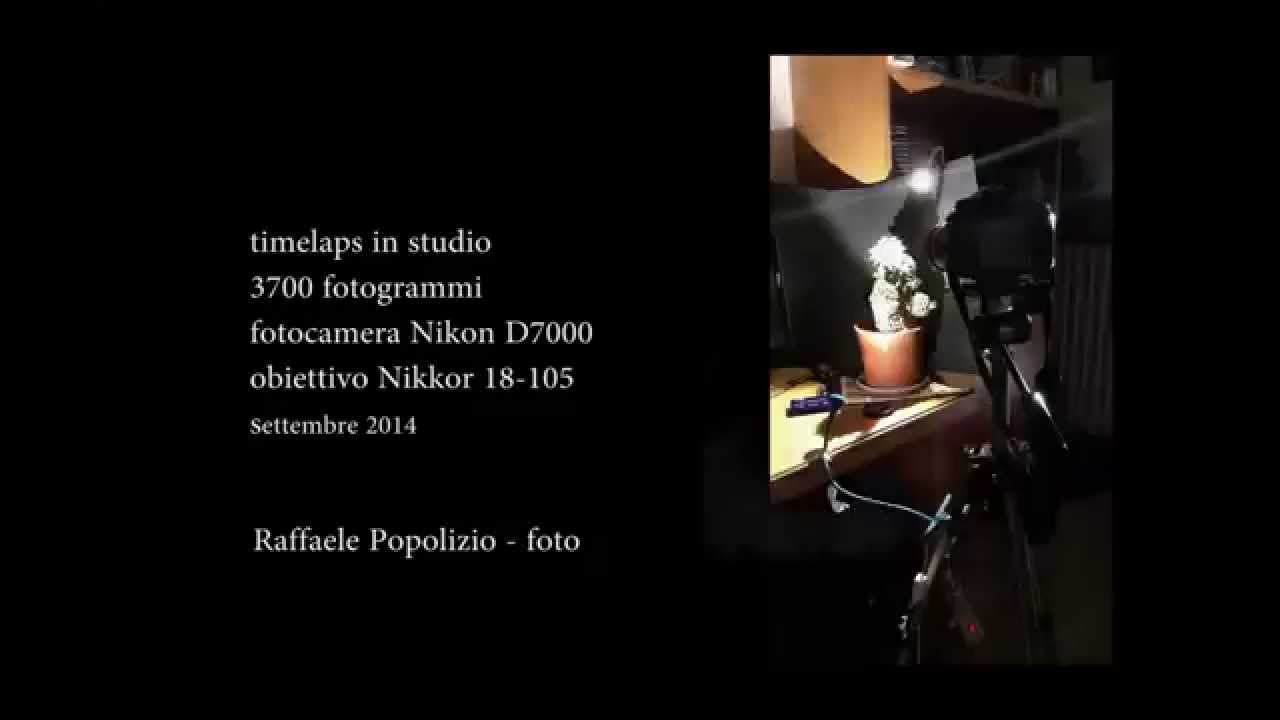 echinopsis: mi rivelo tra le spine