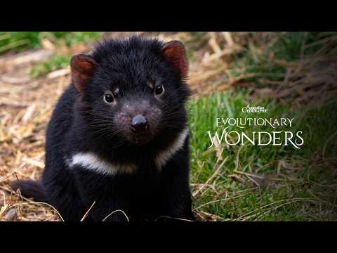 Australia's Feisty Tasmanian Devil | Evolutionary Wonders - YouTube
