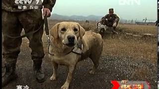 谁是终极英雄 《谁是终极英雄》 20121007 神犬无敌