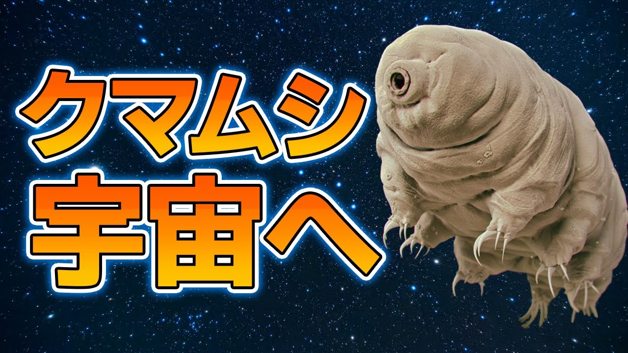 宇宙でも死なない最強のクマムシの生態 - YouTube