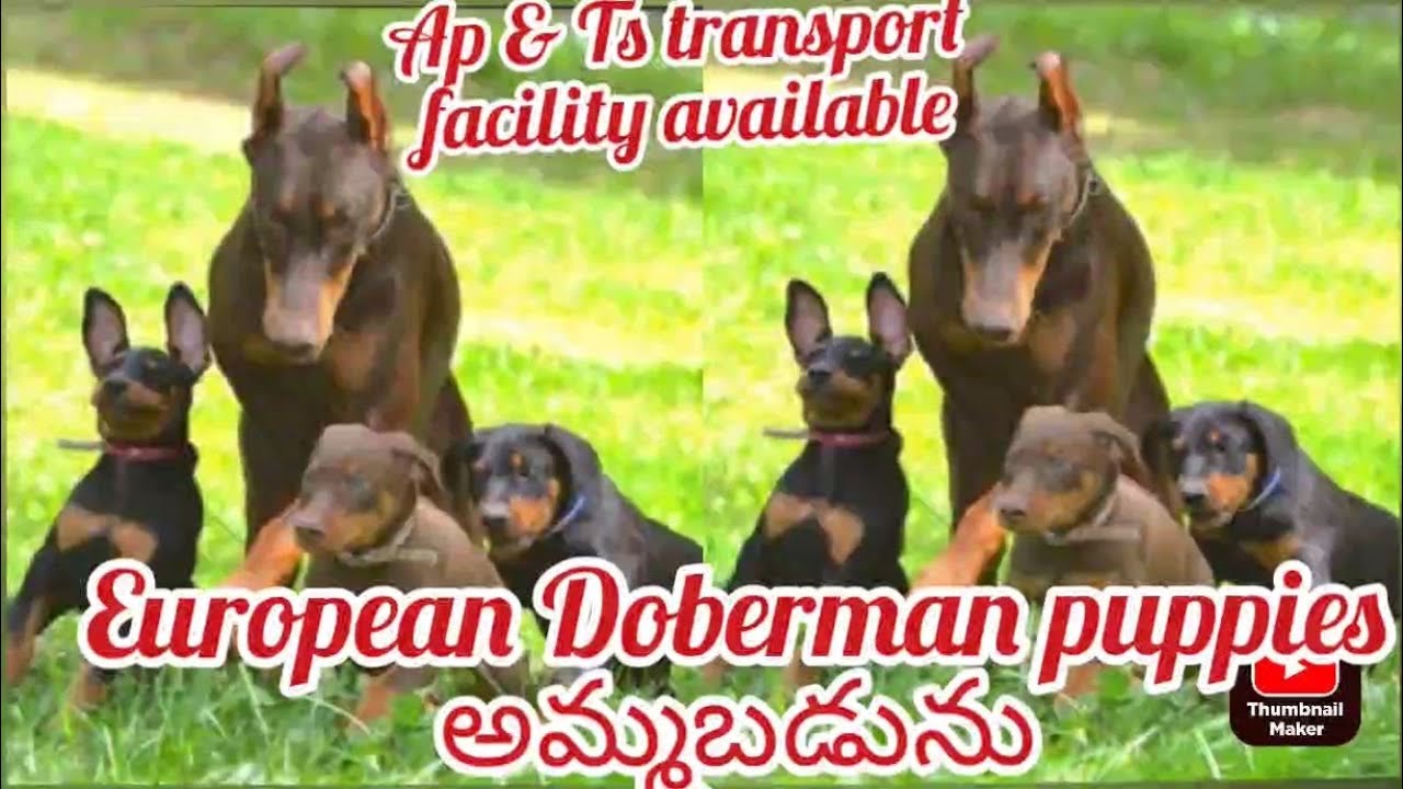 Doberman puppies for sale8008759369hyderabaddog market in hyderabad YouTube