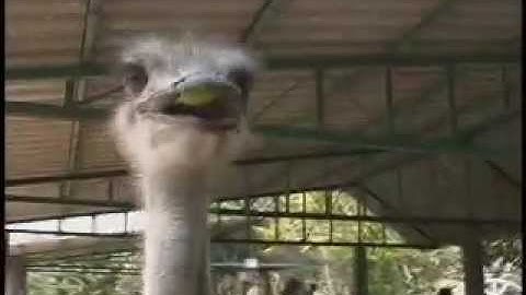 Best Most Amazing Fail Attacking Big Bird Ostrich on Brent madden Cameraman