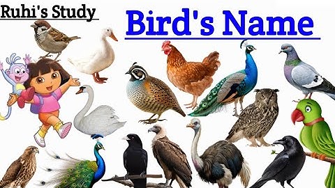 Birds Name | पक्षियों के नाम | Name of  Birds | Birds Name English & Hindi #RuhisStudy #birdsname