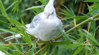 Cockatiel is too heavy for bamboo stem