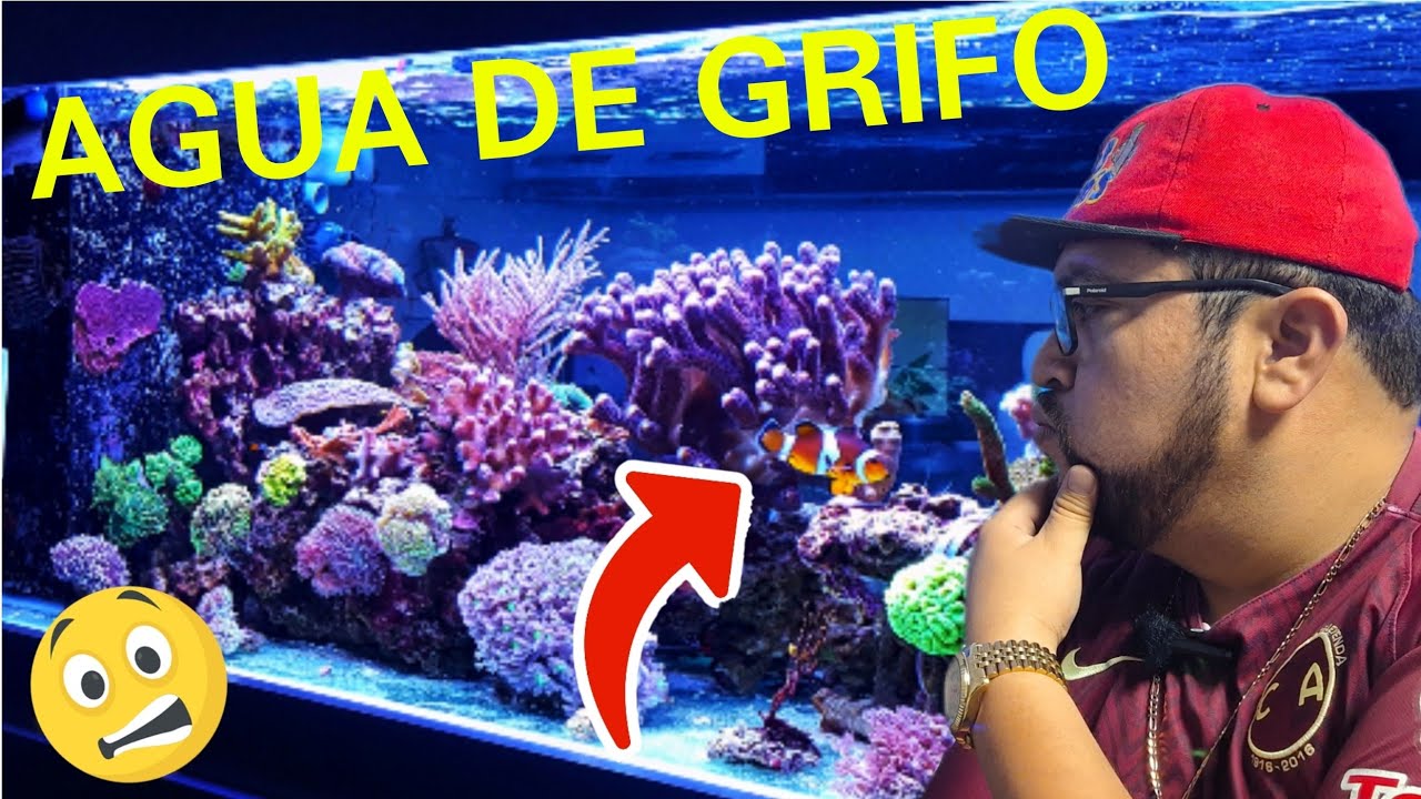LOGRE TENER UN ACUARIO MARINO CON AGUA DE GRIFO, TE DIGO COMO