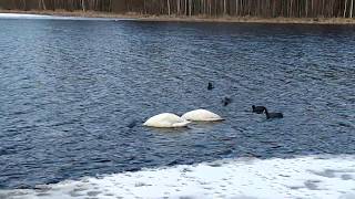 Perfect relationship by Swans