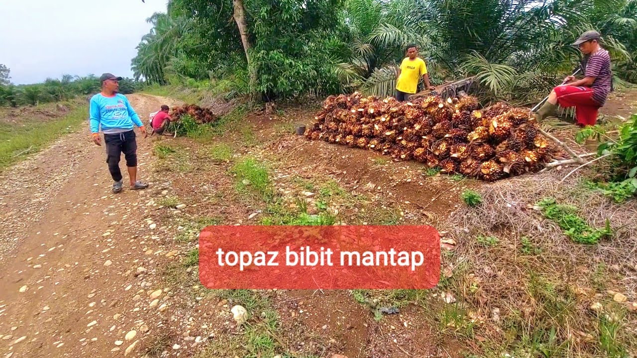 PENANTIAN SAWIT TOPAZ TELAH PANEN HASIL YG BAGUS