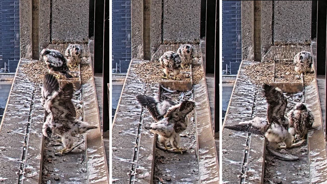 367 Collins St. Falcons🪽Morning Means Madness for Chicks 🌪️ When 1 Feather is Everything🪶 2025 Nov 1