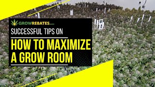How To Maximize A Commercial Grow Room Commercial Cannabis Lighting Vertical Farming Grow Rebates