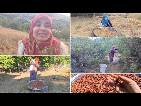 Video: Çiğnemeden Bir Kediyi Düşürmek İçin Püf Noktaları