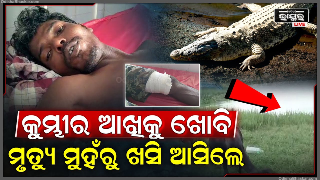 ପାଣି ଭିତରକୁ ଟାଣି ନେଉଥିଲା କୁମ୍ଭୀର ,କୁମ୍ଭୀର ଆଖିକୁ ବାରମ୍ବାର ଗୋଇଠା ମାରି ବଞ୍ଚିଗଲେ ଯୁବକ