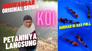 Showangar Original Semua‼️Petani & Pengepul Koi TulungAgung‼️SANG KOI TRENCENG‼️