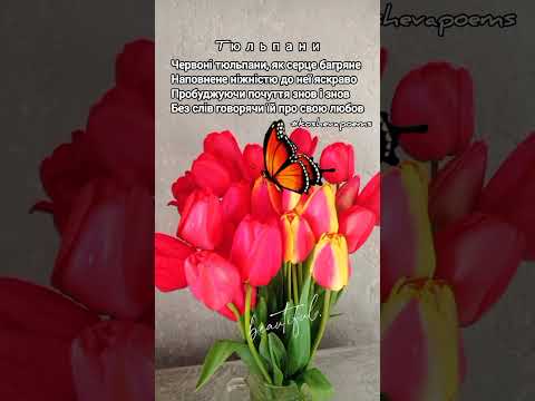 ТЮЛЬПАНИ🌷|ЧЕРВОНІ ТЮЛЬПАНИ |#koshevapoems #тюльпани #автор #поезія #квіти #букет #віршіукраїнською