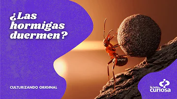 ¿Por qué no duermen las hormigas?