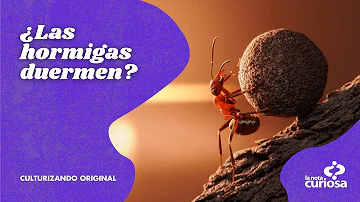 ¿Qué hacen las hormigas por la noche?