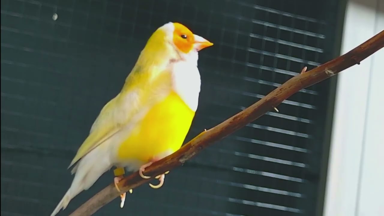 Gouldian Finch - Singing