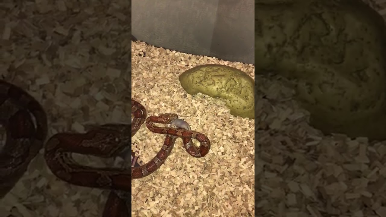camera iphone 8 plus apk My pet snake etan a pup rat