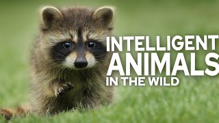 Top 10 Intelligent Animals in the Wild