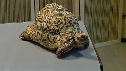 Tortoise gets new prosthetic shell thanks to a 3D-printer