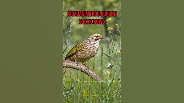 Cucak Rowo Ropel Gacor, cocok buat pancingan masteran