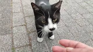 tuxedo cat wants to be friends with me but he is afraid