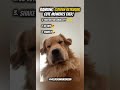 Top 3 Golden Retriever Cute moments EVER! 😍🤣 #goldenretriever #cute #shorts