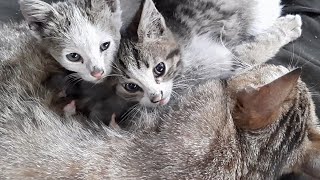 Yavru kedi süt emerken yakalandık !!!