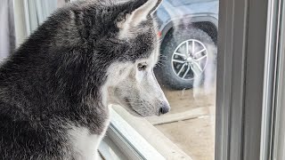 Who Came to Visit My Dog at the Window?