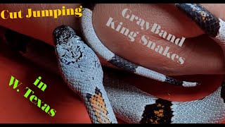 Cut Jumping Gray-banded Kingsnakes in W Texas