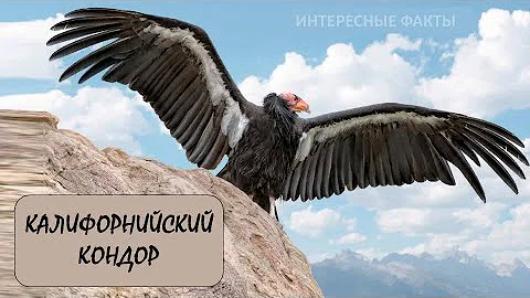 КАЛИФОРНИЙСКИЙ КОНДОР🦅/Животные life/Птицы/Животные/Интересные факты