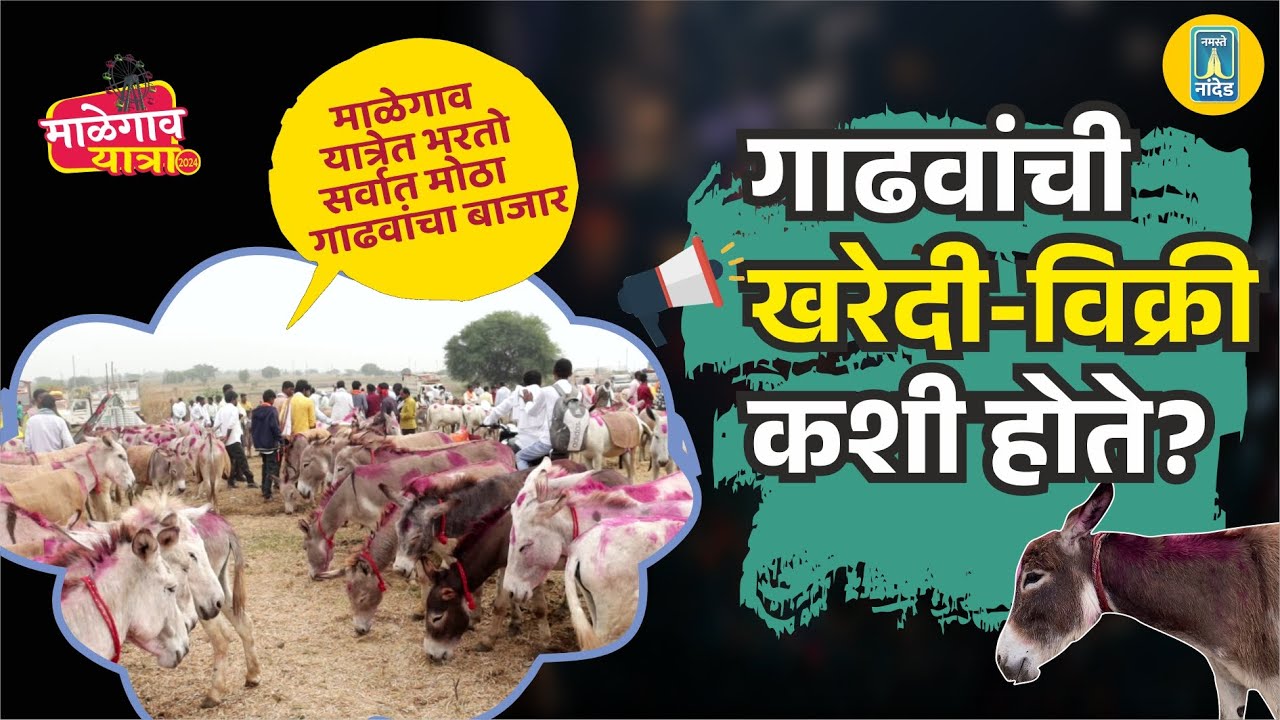 गाढवांची खरेदी-विक्री कशी होते? माळेगाव यात्रेत भरतो सर्वात मोठा गाढवांचा बाजार | Malegaon Yatra