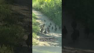 Куропатка, птицы, наблюдение за птицами